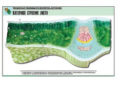 Рельефная таблица "Клеточное строение листа" (формат А1, матовое ламинирование) - fgospostavki.ru - Кубинка
