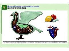 Рельефная таблица "Внутреннее строение голубя" (формат А1, матовое ламинирование) - fgospostavki.ru - Кубинка