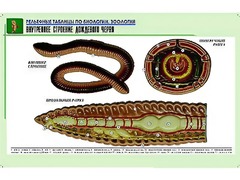 Рельефная таблица "Внутреннее строение дождевого червя" (формат А1, матовое ламинирование) - fgospostavki.ru - Кубинка