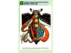 Рельефная таблица "Внутреннее строение жука" (формат А1, матовое ламинирование) - fgospostavki.ru - Кубинка