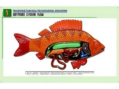 Рельефная таблица "Внутреннее строение рыбы" (формат А1, матовое ламинирование) - fgospostavki.ru - Кубинка
