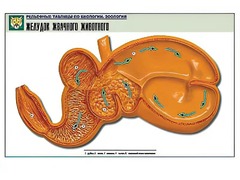 Рельефная таблица "Желудок жвачного животного" (формат А1, матовое ламинирование) - fgospostavki.ru - Кубинка