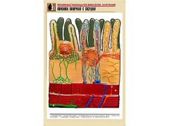 Рельефная таблица "Ворсинка кишечная с сосудом" (формат А1, матовое ламинирование) - fgospostavki.ru - Кубинка