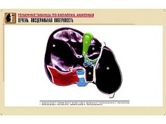 Рельефная таблица "Печень. Висцеральная поверхность" (формат А1, матовое ламинирование) - fgospostavki.ru - Кубинка