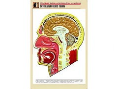 Рельефная таблица "Сагиттальный разрез головы" (формат А1, матовое ламинирование) - fgospostavki.ru - Кубинка