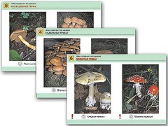 Комплект таблиц раздаточных "Грибы съедобные и несъедобные" (цветные, ламинированные, А4, 8 штук) - fgospostavki.ru - Кубинка
