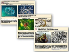 Комплект таблиц раздаточных "Ядовитые животные" - fgospostavki.ru - Кубинка