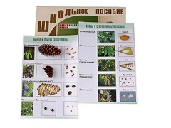 Коллекция "Шишки, плоды, семена деревьев и кустарников" - fgospostavki.ru - Кубинка