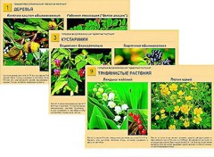 Гербарий фотографический "Ядовитые растения" - fgospostavki.ru - Кубинка