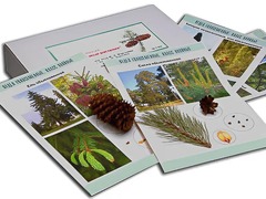 Коллекция "Голосеменные растения" - fgospostavki.ru - Кубинка