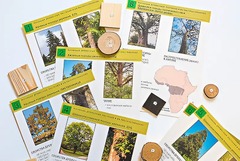 Коллекция "Древесные растения и их распространение" (демонстрационная) - fgospostavki.ru - Кубинка