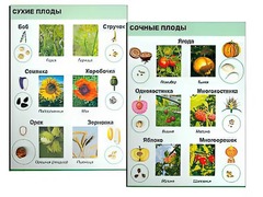 Коллекция "Семена и плоды" - fgospostavki.ru - Кубинка