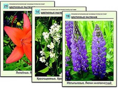 Гербарий фотографический "Основные группы растений" - fgospostavki.ru - Кубинка