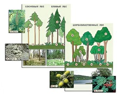 Гербарий фотографический "Растительные сообщества. Лес" (раздаточный) - fgospostavki.ru - Кубинка