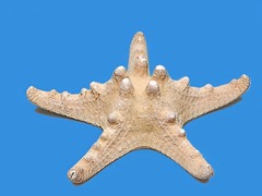 Сухой препарат "Звезда морская" - fgospostavki.ru - Кубинка