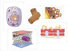 Модель-аппликация "Строение клетки" (ламинированная) - fgospostavki.ru - Кубинка