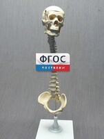 Модель "Позвоночник с черепом и тазом" - fgospostavki.ru - Кубинка