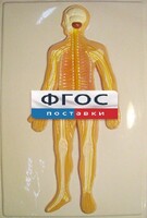 Модель барельефная "Нервная система человека" - fgospostavki.ru - Кубинка