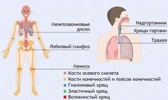 Интерактивные курсы. Биология 9 класс. Базовый. - fgospostavki.ru - Кубинка