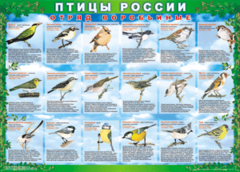 Комплект таблиц "Птицы России (4 листа)" (100х140 сантиметров, винил) - fgospostavki.ru - Кубинка