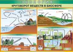 Таблица "Круговорот веществ в биосфере" (100х140 сантиметров, винил) - fgospostavki.ru - Кубинка