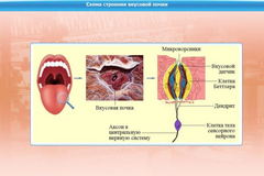 Интерактивные курсы. Биология 10 класс. Базовый. - fgospostavki.ru - Кубинка