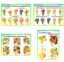 Плакаты ПРОФТЕХ "Ассортимент плодово-ягодных культур" (19 пл, винил, 70х100) - fgospostavki.ru - Кубинка