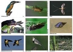 Комплект таблиц Природные зоны России. Сообщества (комплект 18 таблиц) - fgospostavki.ru - Кубинка
