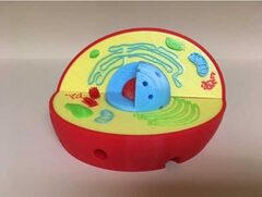 Модель растительной клетки - fgospostavki.ru - Кубинка