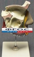 Модель "Разрез носоглотки" - fgospostavki.ru - Кубинка