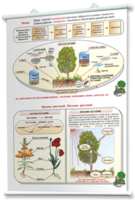 Плакаты по природоведению 2-3 классы. Для оформления кабинета. - fgospostavki.ru - Кубинка