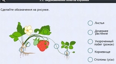 Интерактивные курсы. Биология 7 класс. Расширенный. - fgospostavki.ru - Кубинка