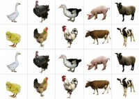 Комплект карточек "Запоминай, играй, считай" - Домашние животные - fgospostavki.ru - Кубинка