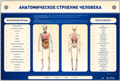 Электрифицированный стенд-тренажер c макетом скелета "Анатомическое строение человека" - fgospostavki.ru - Кубинка