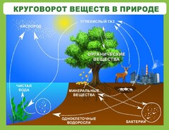 Стенд "Круговорот веществ" - fgospostavki.ru - Кубинка