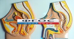 Модель барельефная "Таз мужской и таз женский" - fgospostavki.ru - Кубинка