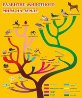 Стенд "Развитие животного мира на земле" - fgospostavki.ru - Кубинка