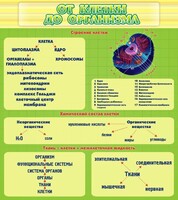 Стенд "От клетки до организма" - fgospostavki.ru - Кубинка
