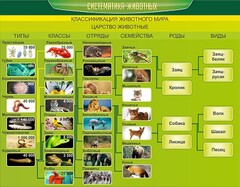Стенд "Систематика животных" - fgospostavki.ru - Кубинка