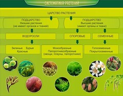 Стенд "Систематика растений" - fgospostavki.ru - Кубинка