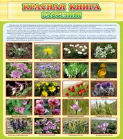 Стенд "Красная книга - растения" - fgospostavki.ru - Кубинка