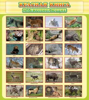 Стенд "Красная книга - млекопитающие" - fgospostavki.ru - Кубинка