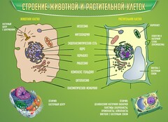 Стенд "Строение животной и растительной клеток" - fgospostavki.ru - Кубинка