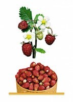 Комплект карточек "Запоминай, играй, считай" - Ягоды - fgospostavki.ru - Кубинка