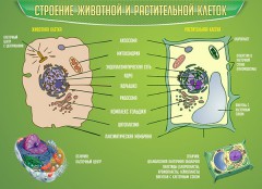  Биология - fgospostavki.ru - Кубинка
