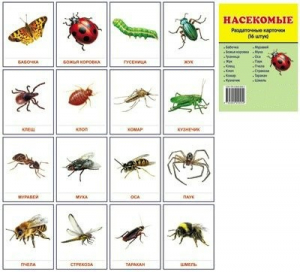 Раздаточные карточки "Насекомые" - fgospostavki.ru - Кубинка