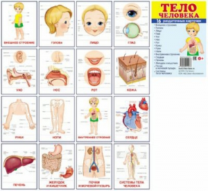 Раздаточные карточки "Тело человека" - fgospostavki.ru - Кубинка