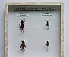 Коллекция энтомологическая "Половой диморфизм" - fgospostavki.ru - Кубинка