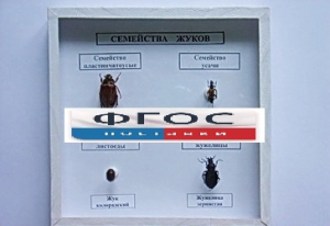 Коллекция "Семейство жуков" - fgospostavki.ru - Кубинка