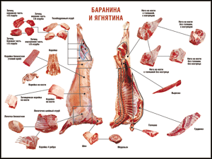 Таблица "Правила разделки мясных туш. Баранина и ягнятина" (100х140 сантиметров, винил) - fgospostavki.ru - Кубинка